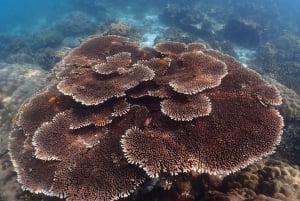 Phuket: Tour in catamarano di ultima generazione a Phi Phi e Maya Bay