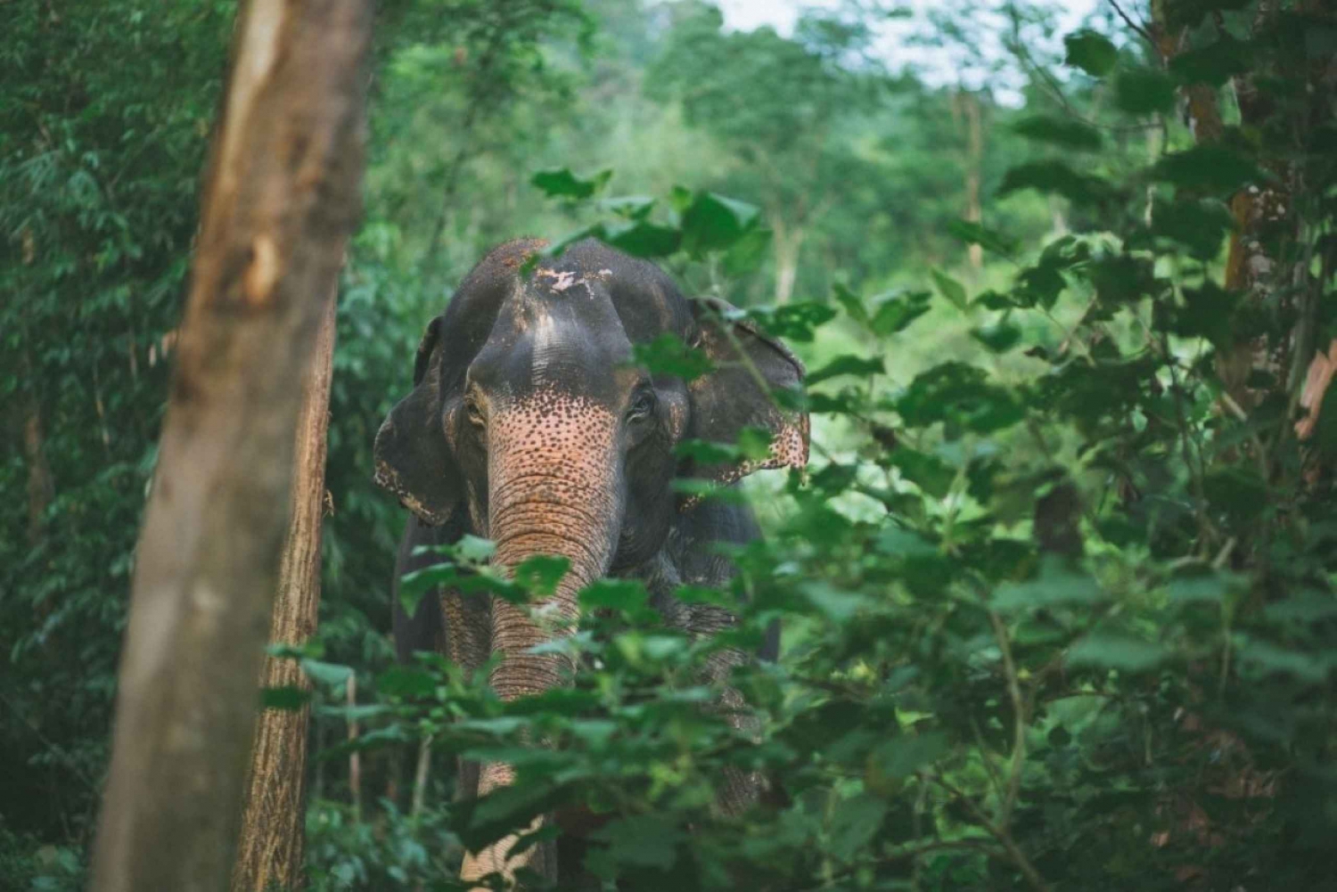 Phuket: Unique Dawn Ethical Elephant Sanctuary Experience