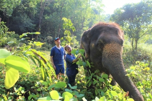 Phuket: Unique Dawn Ethical Elephant Sanctuary Experience