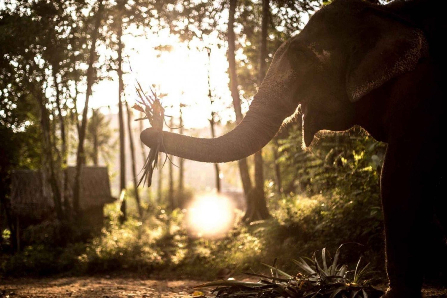 Phuket: Unique Dusk Ethical Elephant Sanctuary Experience