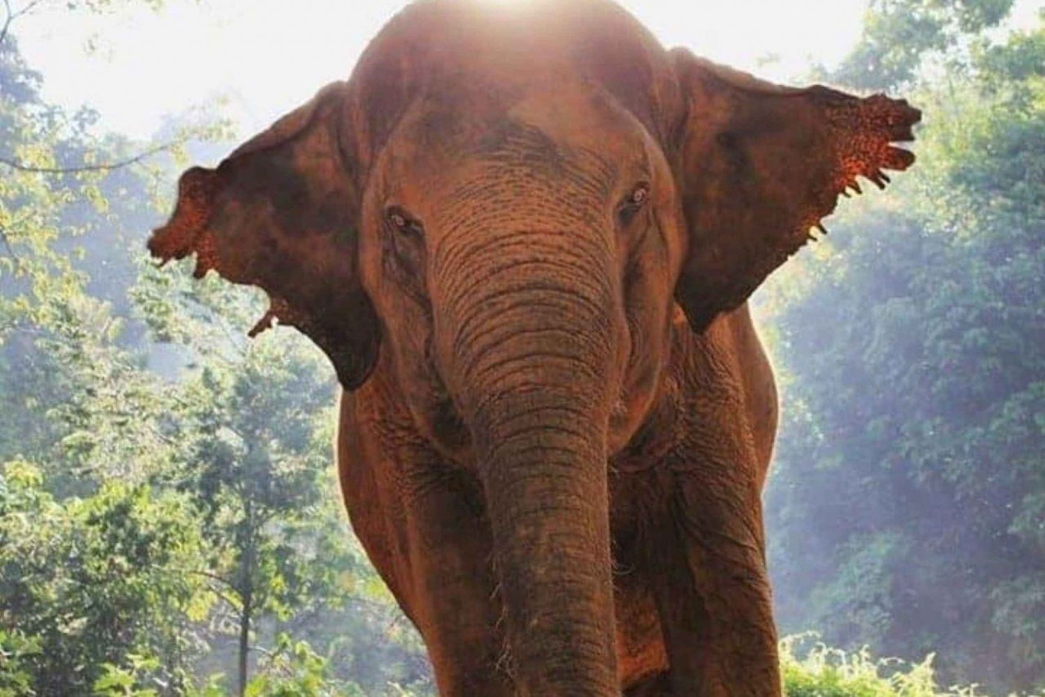 Phuket: Unique Dusk Ethical Elephant Sanctuary Experience