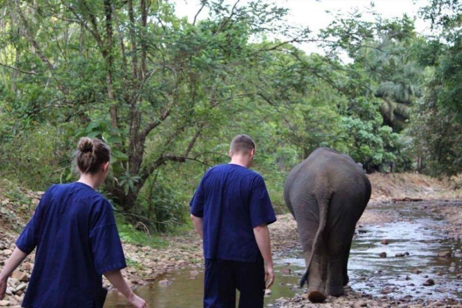 푸켓: 독특한 황혼의 코끼리 보호 구역 체험
