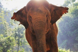 Phuket: wyjątkowe doświadczenie etycznego sanktuarium słoni o zmierzchu