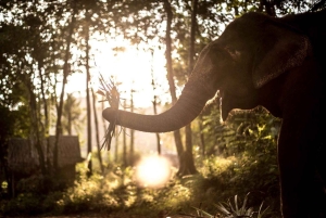 푸켓: 독특한 황혼의 코끼리 보호 구역 체험