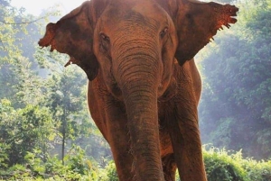 푸켓: 독특한 황혼의 코끼리 보호 구역 체험