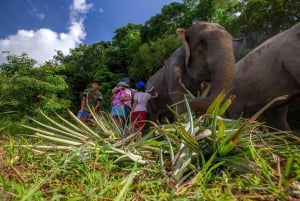 Phuket: Tour a piedi e con alimentazione etica del parco naturale degli elefanti