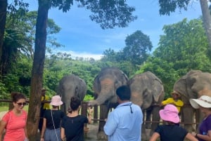 Phuket: Walk and Feed Ethical Elephant Nature Park Tour