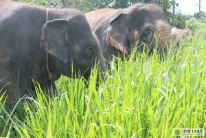 Phuket: Spaziergang und Pflanzen im Elefanten-Naturpark Besuch