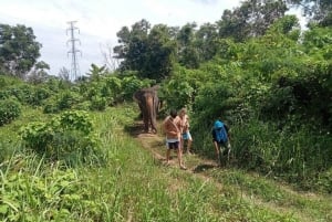 Phuket: Spaziergang und Pflanzen im Elefanten-Naturpark Besuch