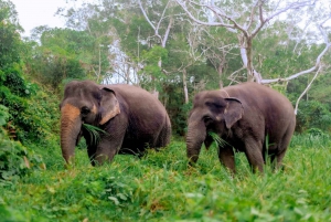 Phuket: Spaziergang und Pflanzen im Elefanten-Naturpark Besuch