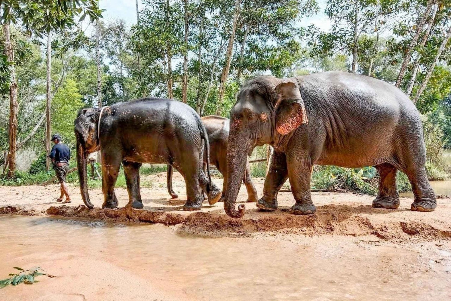 Phuket: Tour guidato a piedi nel santuario etico degli elefanti