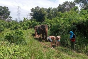 Phuket : Visite guidée par un écoguide de la réserve d'éléphants.