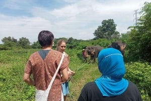 Phuket : Visite guidée par un écoguide de la réserve d'éléphants.