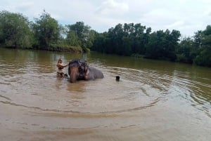 Phuket: Ethical Elephant Sanctuary Eco Guide Walk Tour