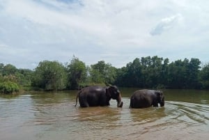 Phuket: Recorrido a pie con guía ecológico por el Santuario Ético de Elefantes