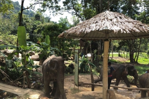 Phuket: White Water Rafting, Zipline and Elephant Care