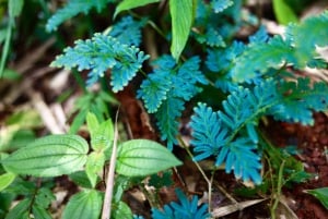 Phuket: Trekking nel santuario della fauna selvatica con pranzo