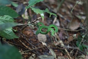 Phuket: Trekking nel santuario della fauna selvatica con pranzo