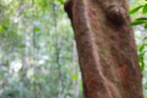 Phuket: Trekking nel santuario della fauna selvatica con pranzo