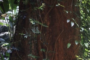 Phuket: Trekking nel santuario della fauna selvatica con pranzo