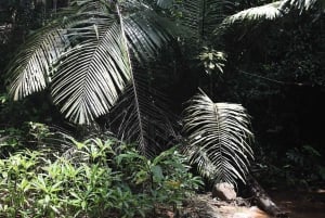 Phuket: Trekking nel santuario della fauna selvatica con pranzo