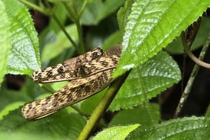 Phuket: Trekking nel santuario della fauna selvatica con pranzo