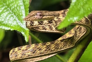 Phuket: Trekking nel santuario della fauna selvatica con pranzo