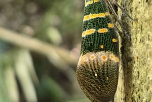Phuket: Trekking nel santuario della fauna selvatica con pranzo