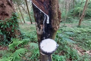 جولة جماعية صغيرة في مسارات فوكيت المخفية لركوب الدراجات