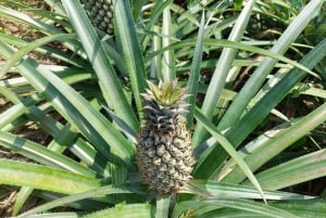 جولة جماعية صغيرة في مسارات فوكيت المخفية لركوب الدراجات