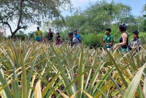 جولة جماعية صغيرة في مسارات فوكيت المخفية لركوب الدراجات