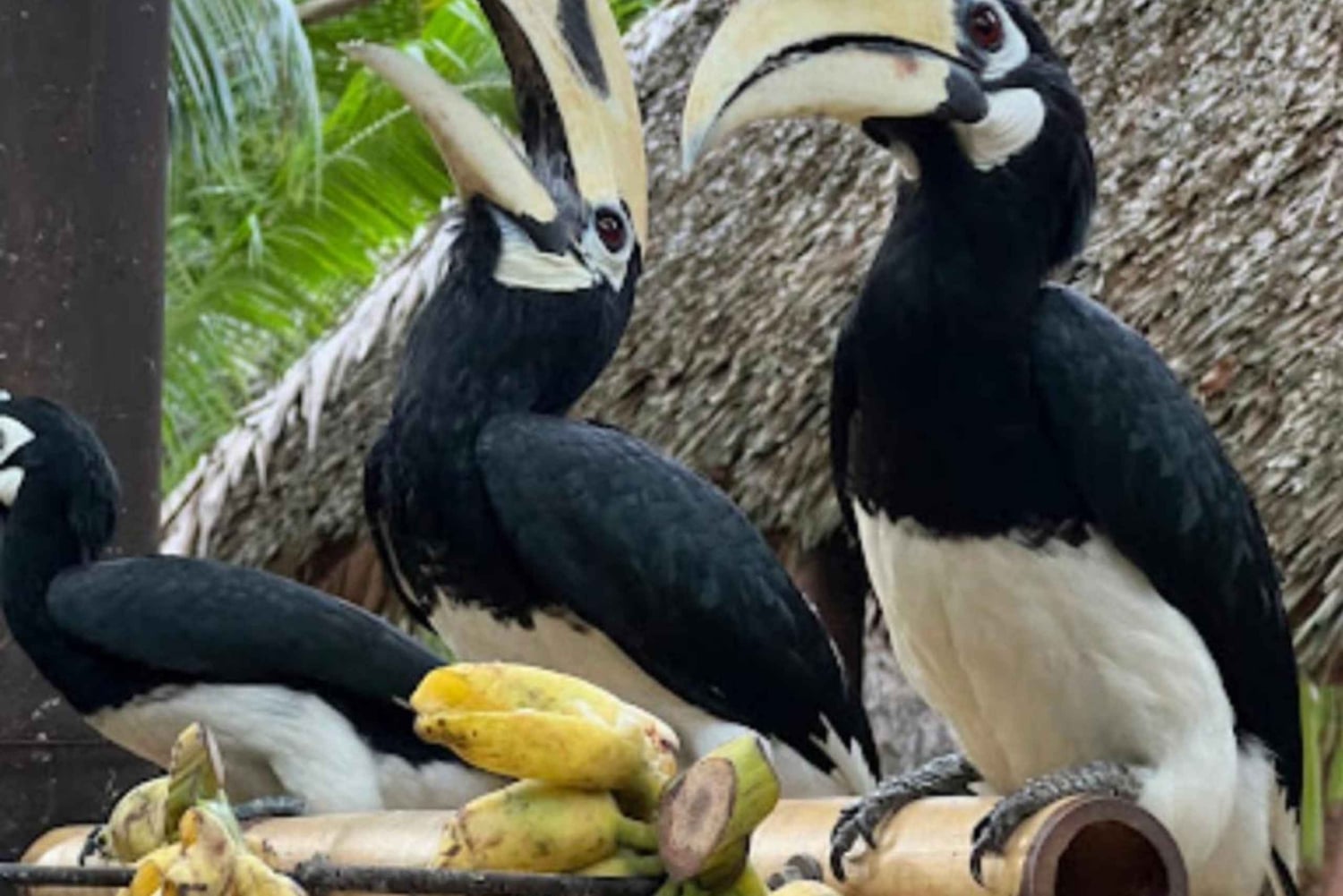 푸켓에서 출발하는 라야와 산호섬