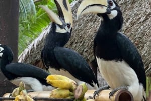 푸켓에서 출발하는 라야와 산호섬