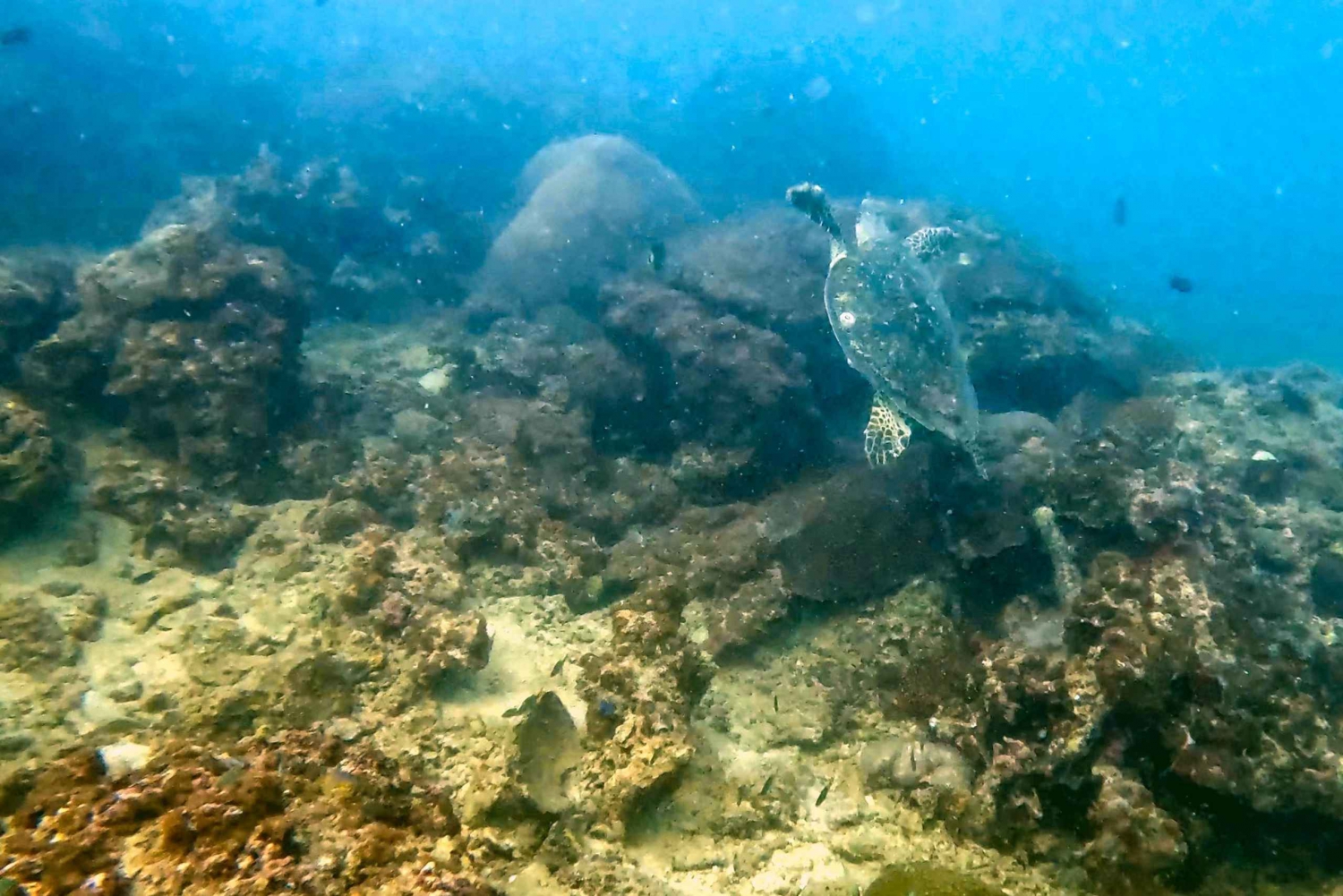 Sukellusta upealta koralliriutalta Phuketin sydämessä