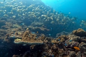 Dykking fra det fantastiske korallrevet i hjertet av Phuket