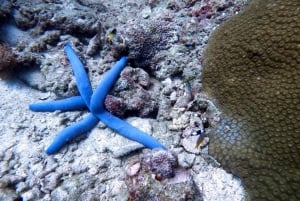 Sukellusta upealta koralliriutalta Phuketin sydämessä