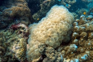 Plongée sous-marine à partir d'un récif corallien époustouflant au cœur de Phuket