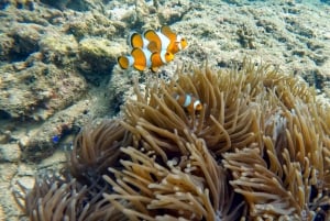 Dykning från fantastiskt korallrev i hjärtat av Phuket