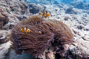 Dykking fra det fantastiske korallrevet i hjertet av Phuket