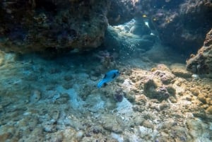 Dykning fra et fantastisk koralrev i hjertet af Phuket