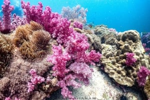 Scuba Diving in Phuket – 4-Day 3-Night Experience