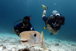 Uppfräschning av dykning (3 dyk)