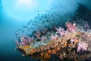 Remise à niveau en plongée sous-marine (3 plongées)