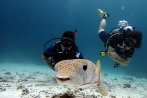 스쿠버 다이빙 리프레셔(3 다이빙)