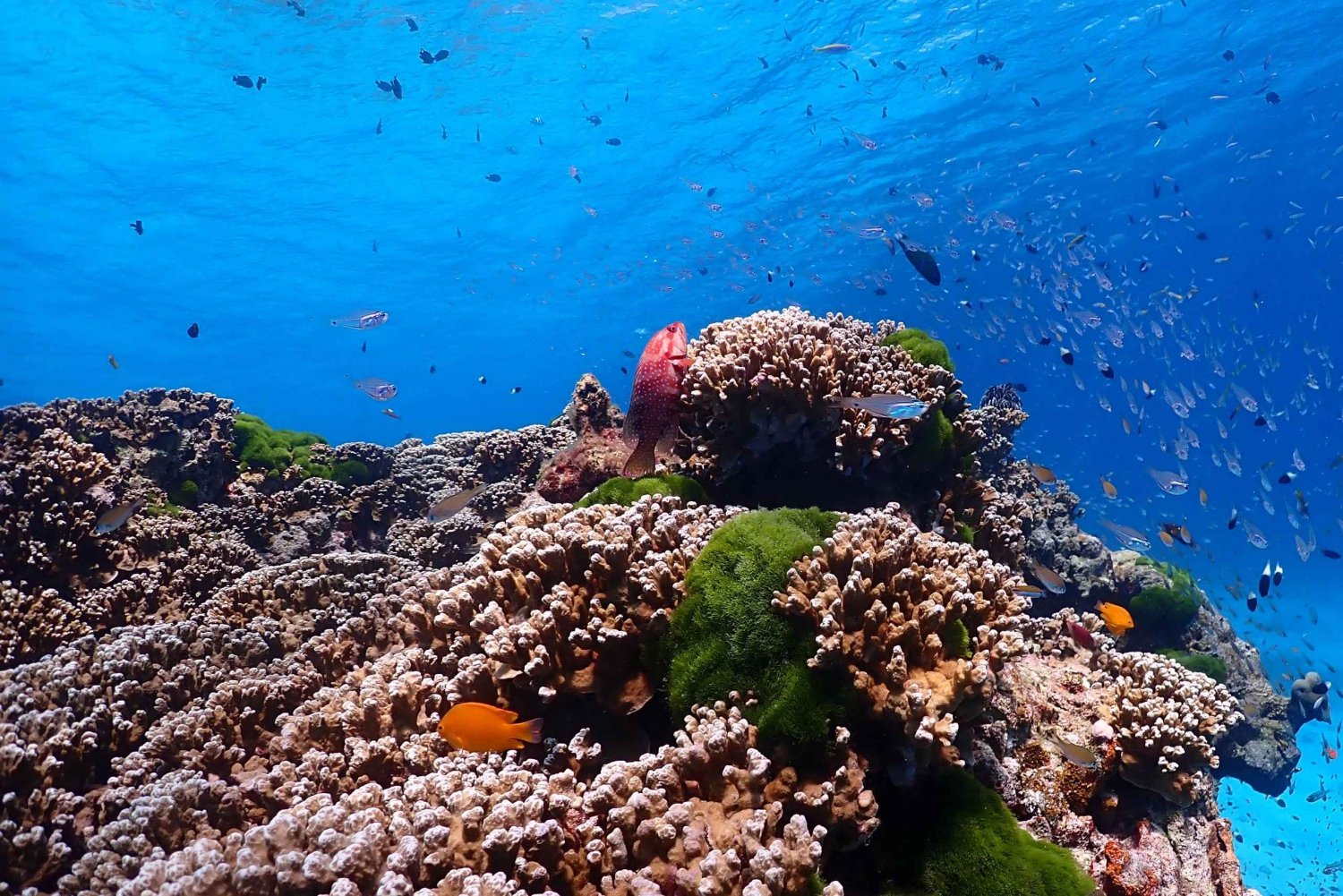 SIMILAN INSEL MIT DEM SCHNELLBOOT VON PHUKET AUS