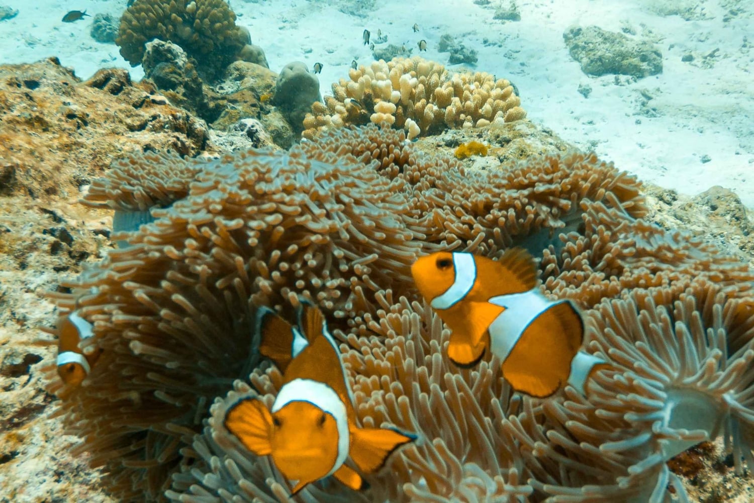SIMILAN ISLAND MED SPEEDBÅD FRA PHUKET