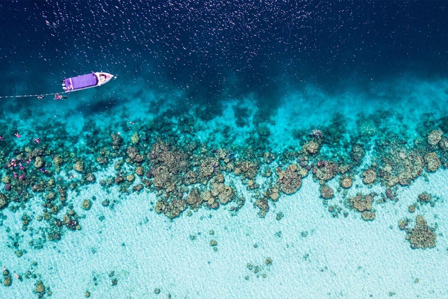 Surinöarna: Dagstur: Simning och snorkling