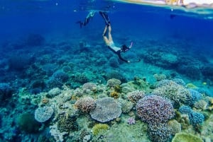 Surinin saaret: Uiminen ja snorklaus päiväretki