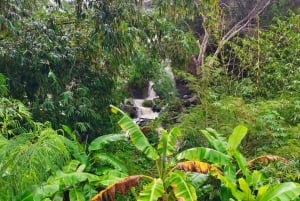 Cours de cuisine thaïlandaise et vie dans un sanctuaire naturel