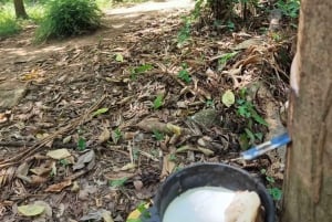 Cours de cuisine thaïlandaise et vie dans un sanctuaire naturel